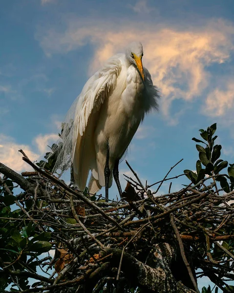 Silberreiher Vogel Ruht Nest Hoch Oben Der Baumkrone — Stockfoto