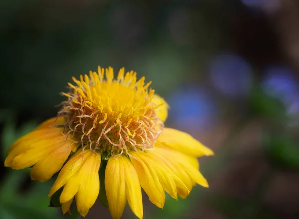 Single Yellow Mesa Peach Blanket Flower Garden — Stock Photo, Image