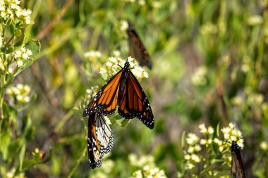 Monarch butterfly on a wildflower in Destin, Florida