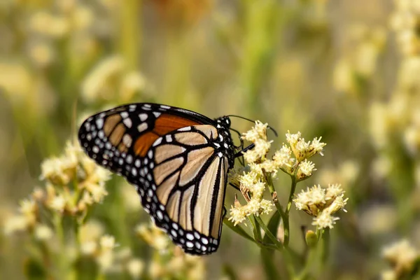 Monarch Butterfly Wildflower Destin Florida — Foto Stock