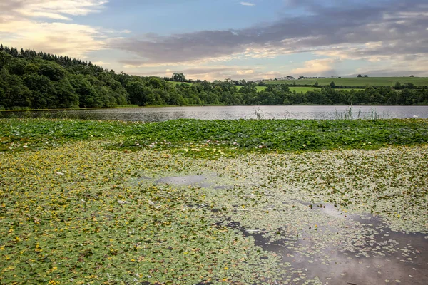 Pond Lily Pads Countryside Cork Ireland — Stock Fotó
