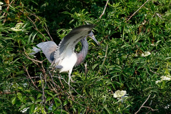 Tricolored Heron Exibindo Uma Grande Envergadura Asa Nos Pântanos Flórida — Fotografia de Stock