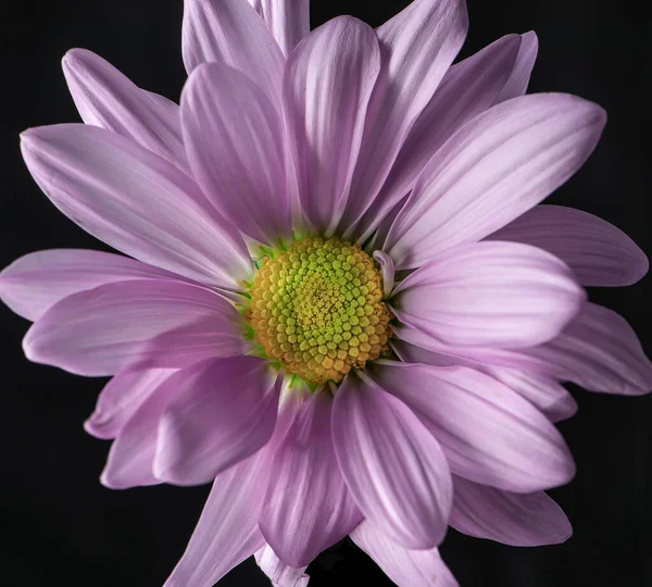 Primo Piano Margherita Rosa Vibrante Con Uno Sfondo Nero — Foto Stock