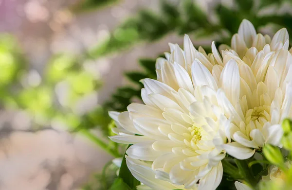 Colorido Variedade Primavera Flores Crisântemo — Fotografia de Stock