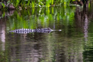 Florida Timsahı Kuzey Florida 'daki Wakulla Nehri' nde