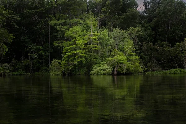 Frodig Vegetation Och Naturlandskap Längs Walullafloden Norra Florida — Stockfoto