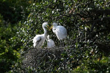 Kuzey Florida 'da bir kuş barınağında üç olgunlaşmamış beyaz balıkçıl piliç.