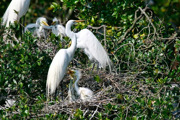 Family White Egrets Young Chicks Bird Sanctuary Northern Florida — Stock Photo, Image