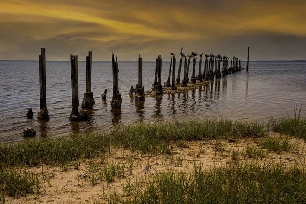 Pelicans Resting Pylons Gulf Mexico Waters Northern Florida — Stock Photo, Image