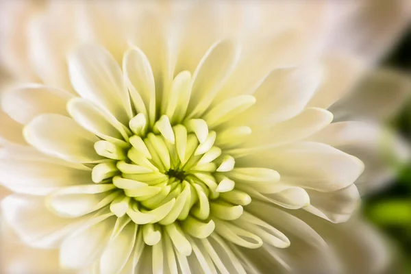 Macro Mira Una Flor Crisantemo Flor Blanca Con Enfoque Suave —  Fotos de Stock