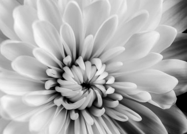 Çiçek açan Kasımpatı çiçeği siyah beyaz tonda