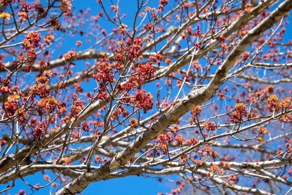 Árbol Arce Rojo Ciernes Primavera Carolina Del Norte —  Fotos de Stock