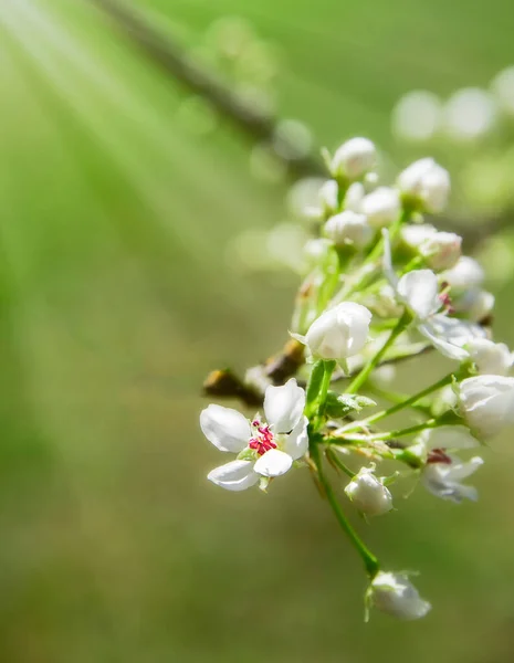 Brote Joven Callery Pear Tree Con Rayo Luz Solar —  Fotos de Stock