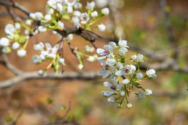 Blühender Zweig Eines Callery Birnbaums Auf Einem Weichen Hintergrund — Stockfoto