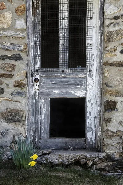 Porta Madeira Velha Grungy Com Flores Novas Uma Planta Flowering — Fotografia de Stock