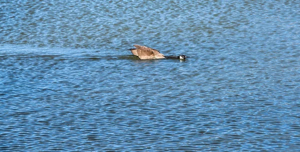 One Canadian Goose Water Displaying Aggressive Behavior Intruder — Stock Photo, Image