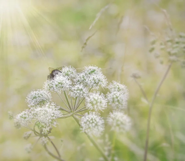 Mjuk Glöd Till Solen Strålar Vit Vildblommande Buske Med Ett — Stockfoto