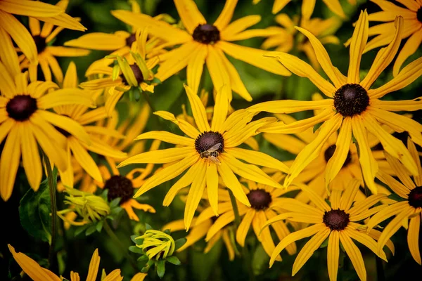 Garden Golden Daisy Flowers Bee Pollinating — Stock Photo, Image