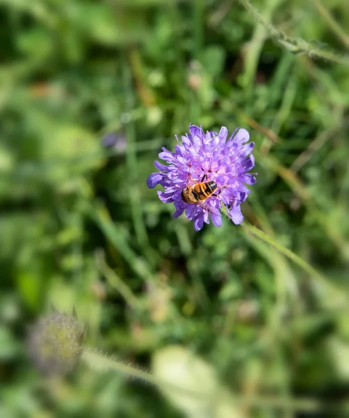 Bee Pollinating Violet Clover Flower Plant Swizterland — Stock Photo, Image