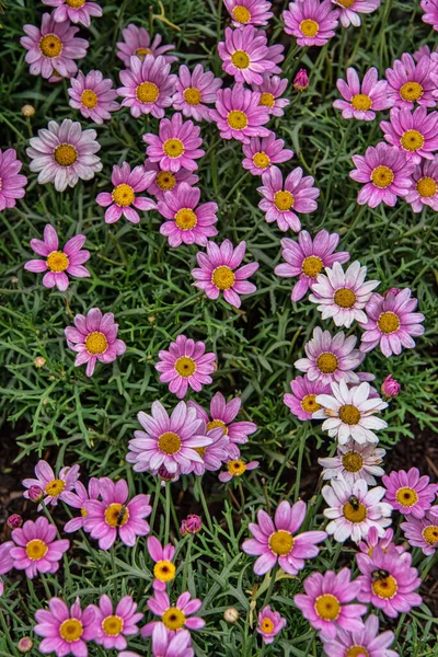 Garden Pink Daisy Flowers Full Bloom — Stock Photo, Image