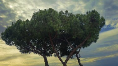 Roma, İtalya 'daki Taş Çam Ağacı' nın arkasında altından renkleri olan bir Akşam Gökyüzü batıyor