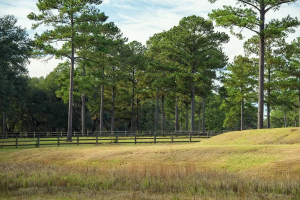 Large Field Wooden Fence Tall Pine Trees Natural Landscape Tallahassee — Stock Fotó