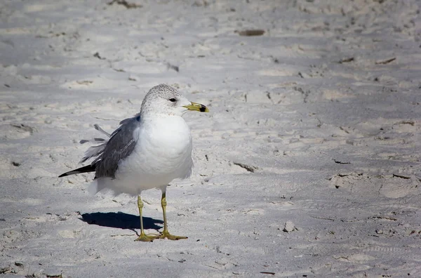 Pájaro Gaviota Pico Anular Playa Florida — Foto de Stock