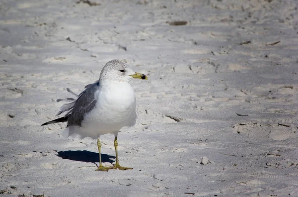 Eine Ringschnabelmöwe Strand Florida — Stockfoto