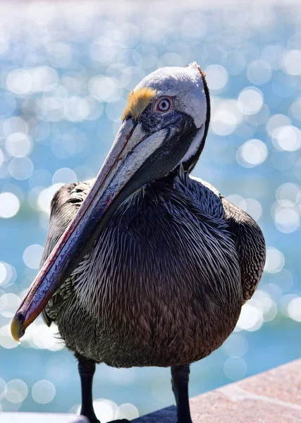 Ein Brauner Pelikan Ein Großer Untersetzter Seevögel Mit Langem Hals — Stockfoto