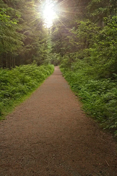 Sol Atravessa Árvores Caminho Arborizado Vancouver Colúmbia Britânica — Fotografia de Stock