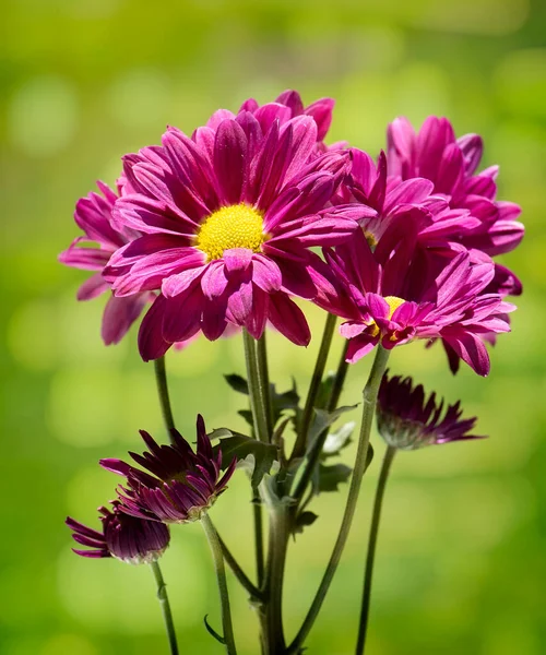 Pink Bouquet Vibrant Pink Daisies Flowers Soft Bokeh Green Background — Stock Photo, Image