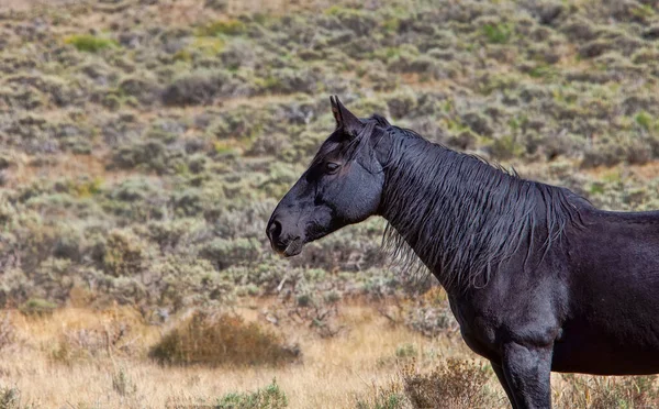 Alert Black Horse Pasture Colorado — Stock Photo, Image