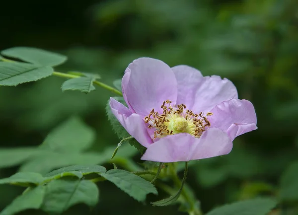 Růžový Květ Třešně Stanley Parku Vancouver — Stock fotografie