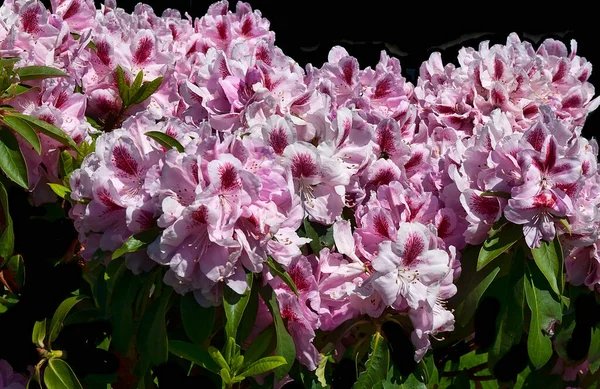 Blooming Pink Azalea Bush Green Leaves Dark Background — Stock Photo, Image