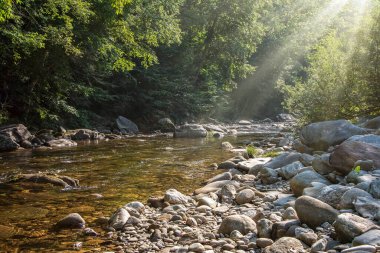 Güneş ağaçların arasından Kuzey Carolina 'daki güvercin nehrine ışıldıyor.