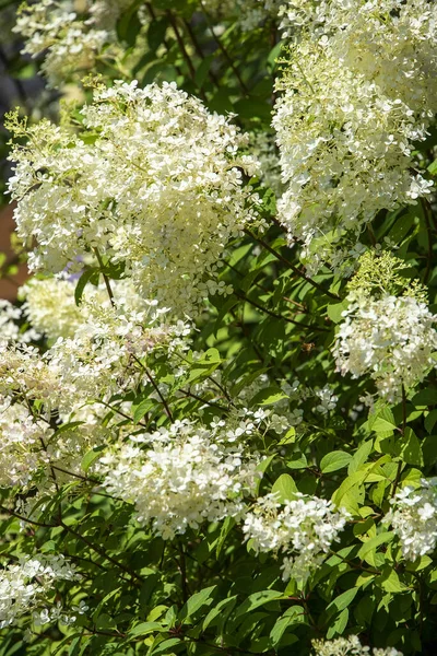 Pachnący Kwitnący Krzew Liliowy Rosnący Górach Karoliny Północnej — Zdjęcie stockowe