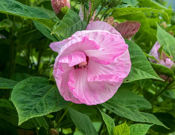 Velký Růžový Květ Hibišku Keři Severní Karolíně — Stock fotografie