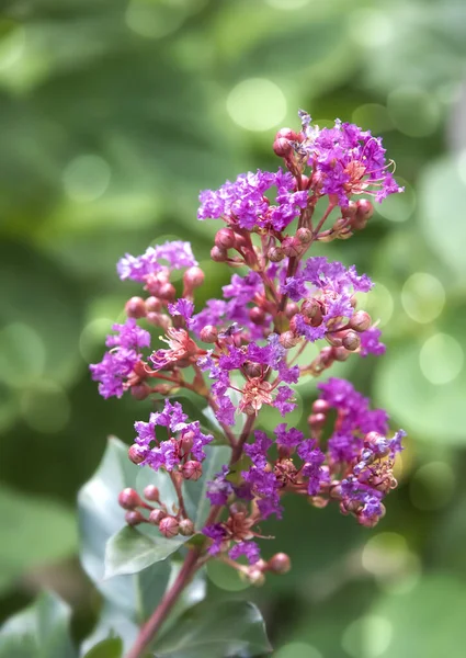 Flor Rosa Crape Myrtle Flor Aire Libre Con Fondo Verde —  Fotos de Stock