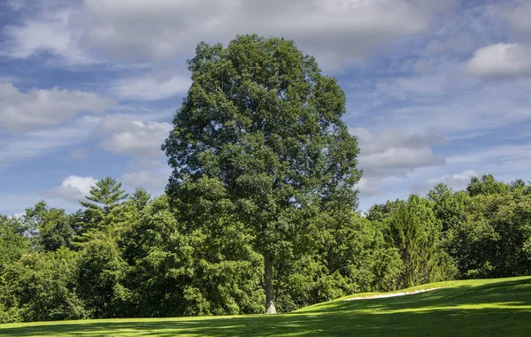 Mature Large Oak Tree Scenic Landscape North Carolina — Stock Photo, Image