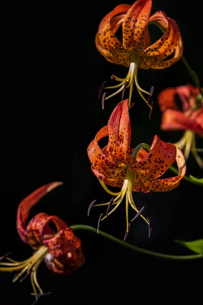 Bloeiende Tijgerlelie Bloemen Levendige Oranje Kleur Een Zwarte Achtergrond — Stockfoto