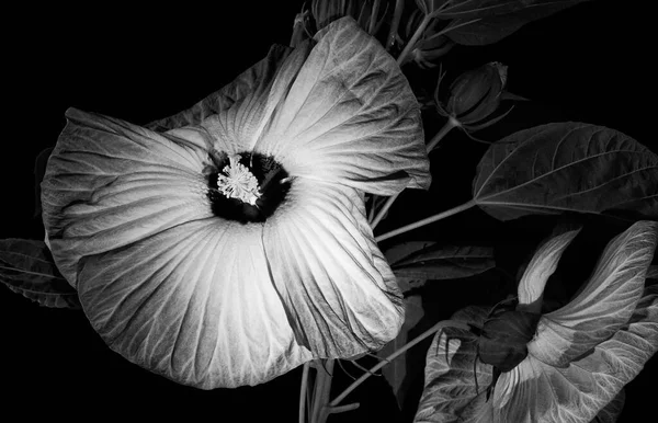 Fekete Fehér Hatás Nagy Virágzó Hibiszkusz Virág — Stock Fotó