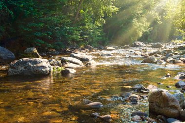 Kuzey Carolina 'daki Güvercin Nehri' ndeki ağaçların arasından güneş ışınları süzülüyor.