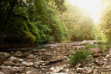 Güneş Kuzey Carolina 'da Orman ve Güvercin Nehri' nin üzerinde parlıyor