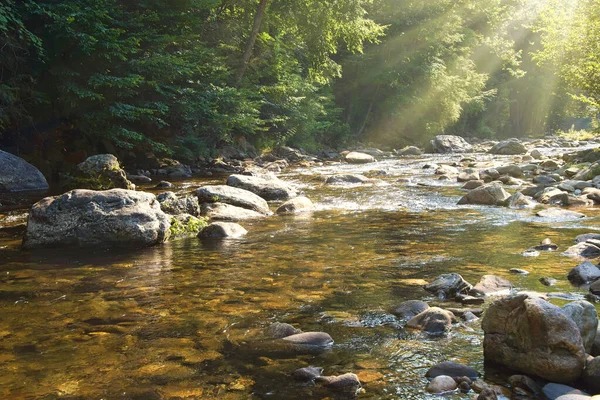 Kuzey Carolina 'daki Güvercin Nehri' ndeki ağaçların arasından güneş ışınları süzülüyor.