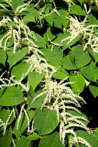 Close Blooming Giant Knotweed Plant — Stock fotografie