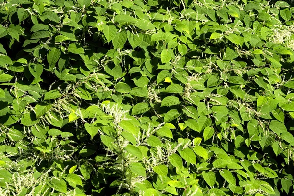 The invasive Giant Knotweed plant, flourishing on the blanks of the Pigeon River in North Carolina