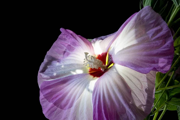 带有背光的黑色背景上的大粉色和白色芙蓉花 — 图库照片