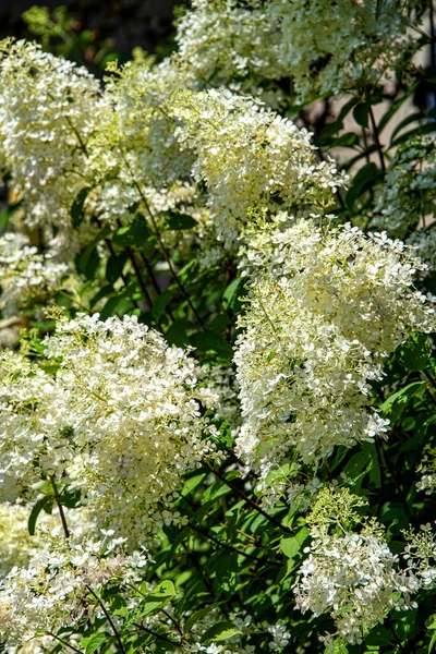 Floreciente Arbusto Lila Común Las Montañas Carolina Del Norte — Foto de Stock