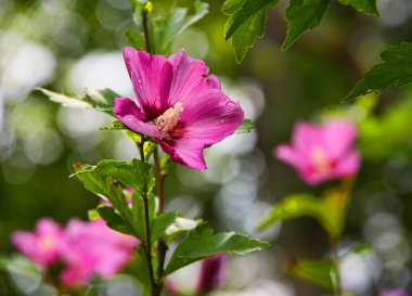 Yumuşak yeşil arkaplan ile çiçek açan pembe başörtüsü çiçeği