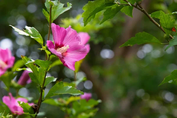 Blühende Rosa Hibiskusblüte Mit Sanftem Grünem Hintergrund — Stockfoto